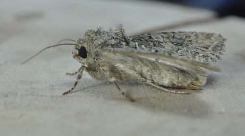 Réf. 265 614 : Anarta trifolii